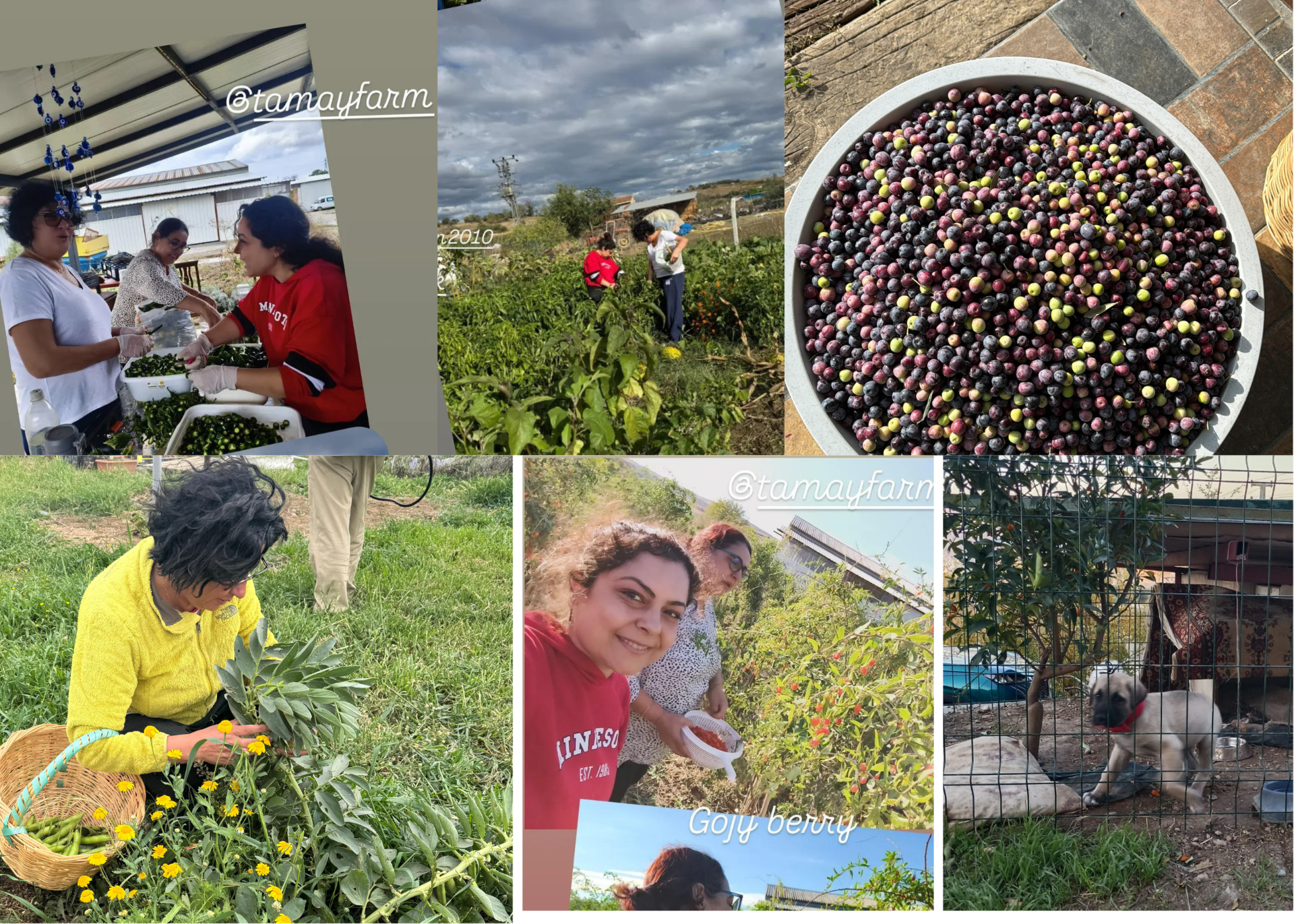 Ev tipi ve yarı profesyonel uygulamalarda, bitkiye fayda sağlayacak ancak risk oluşturmayacak sınırlar içinde üretim ve kullanım bilgisi sağlıyoruz.