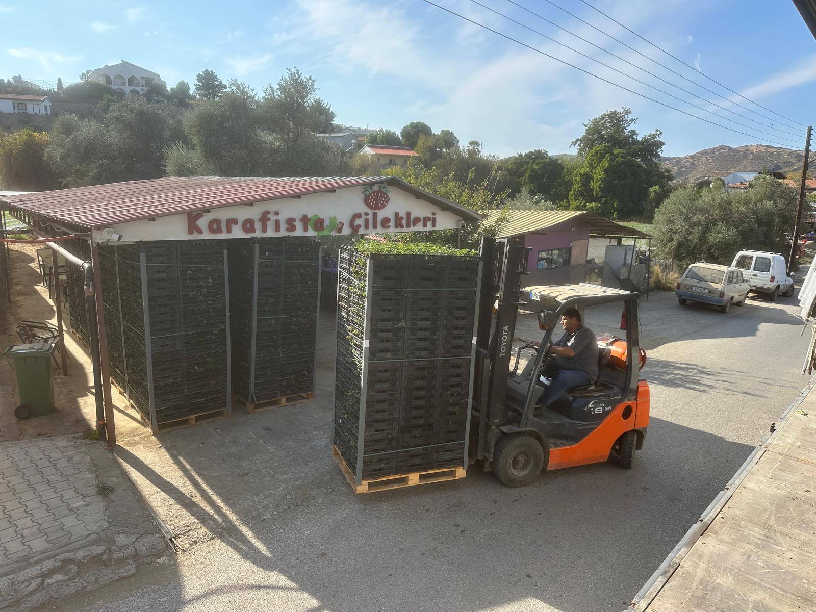 Agreko tarım çilek fidesi ithalat Kıbrıs